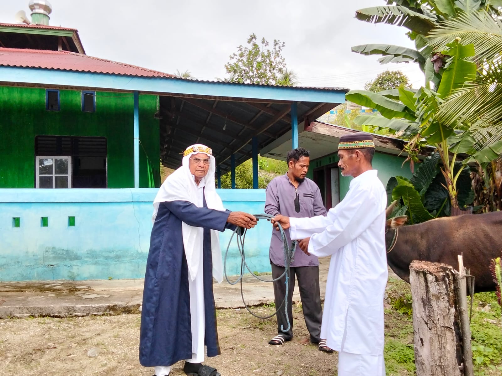 Pemda Halmahera Timur Salurkan 15 Hewan Qurban Ke 10 Kecamatan